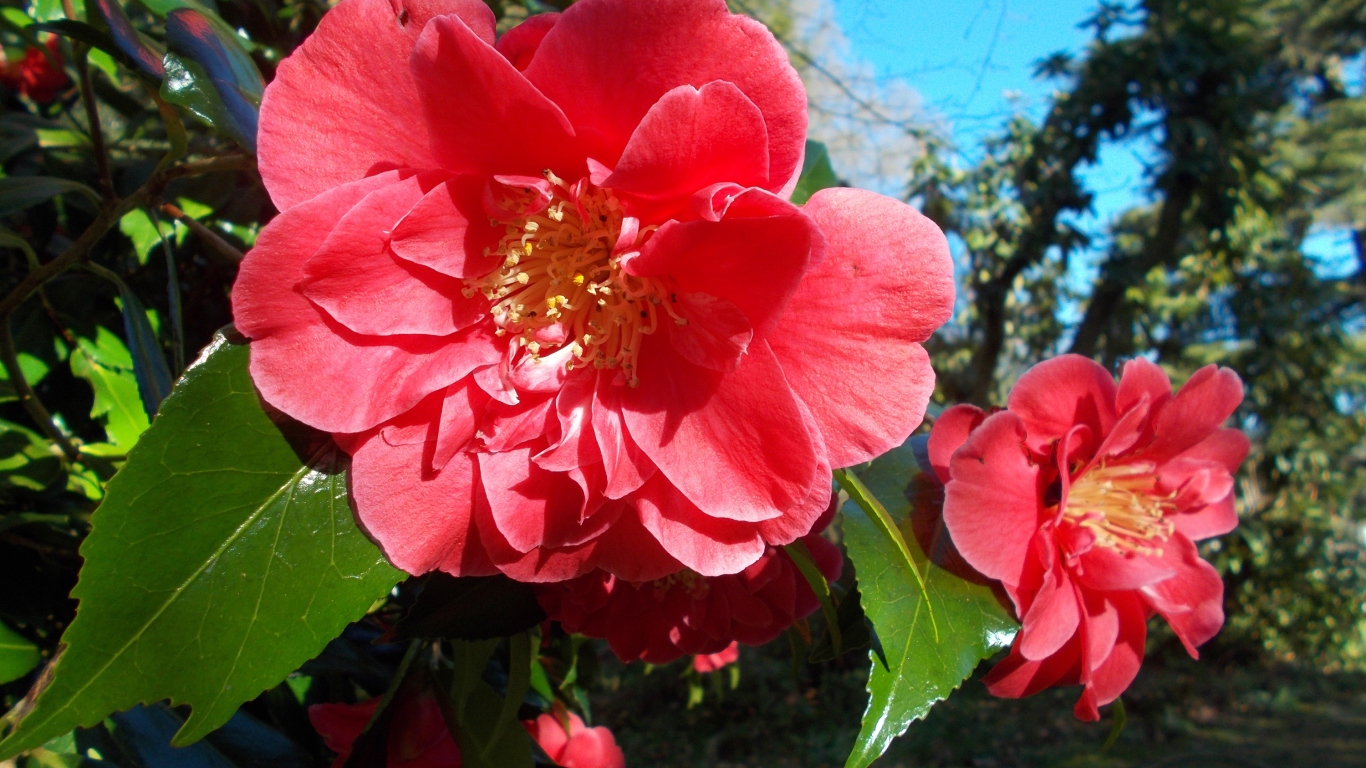 Розовые цветы камелии с зелеными листьями на ветке 