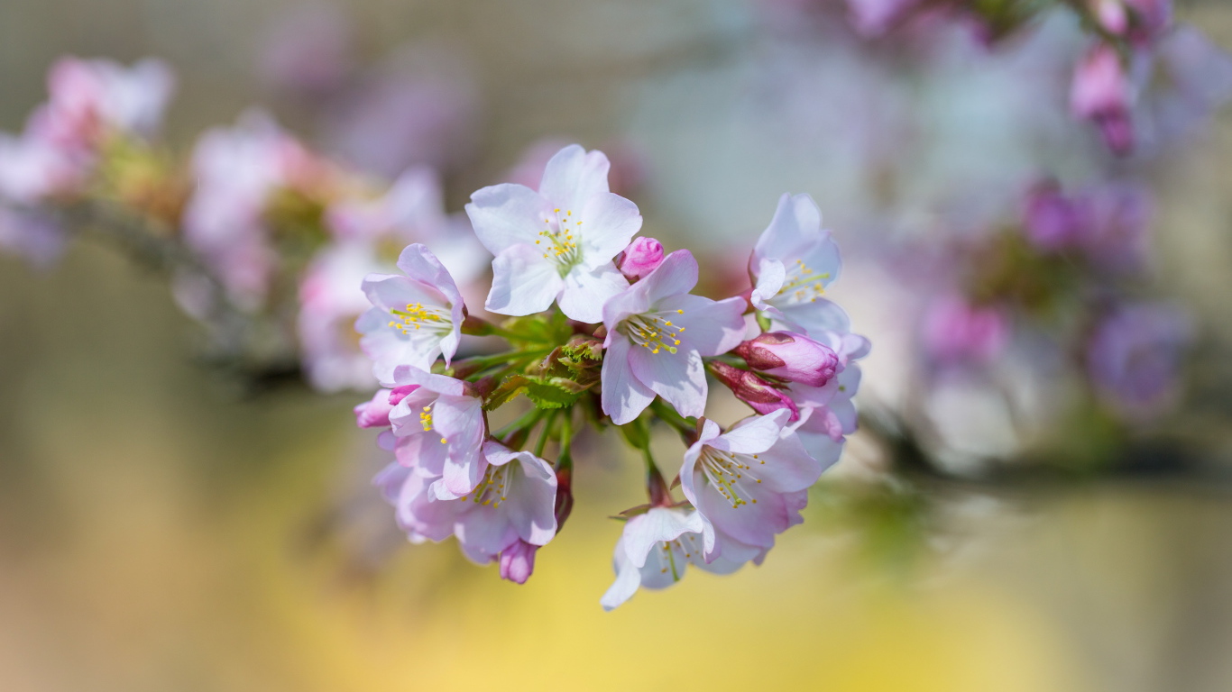 Розовые цветы черешни на ветке дерева