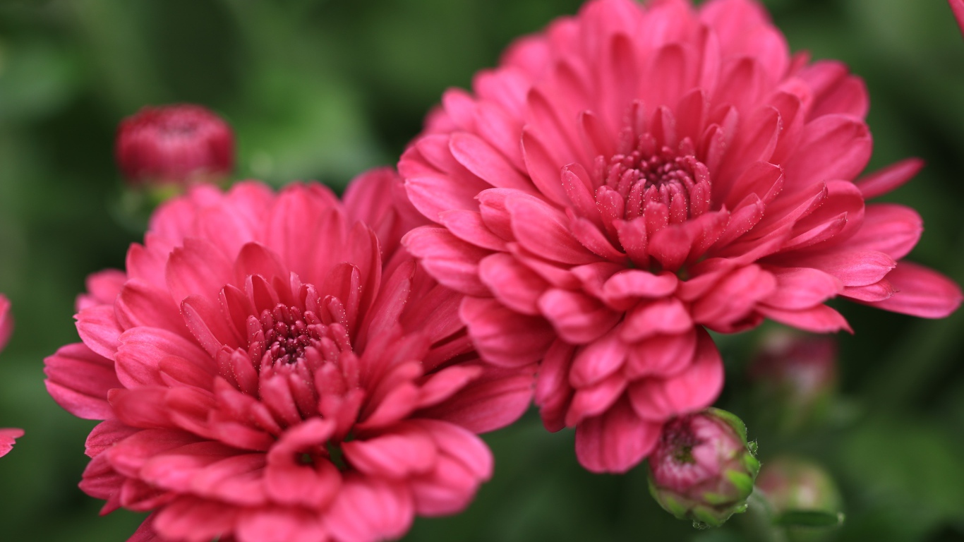 Розовые цветы хризантемы с бутонами крупным планом