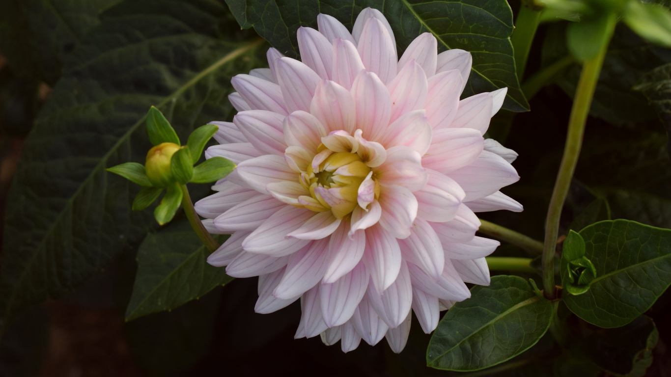 Розовый цветок георгина  зелеными листьями 