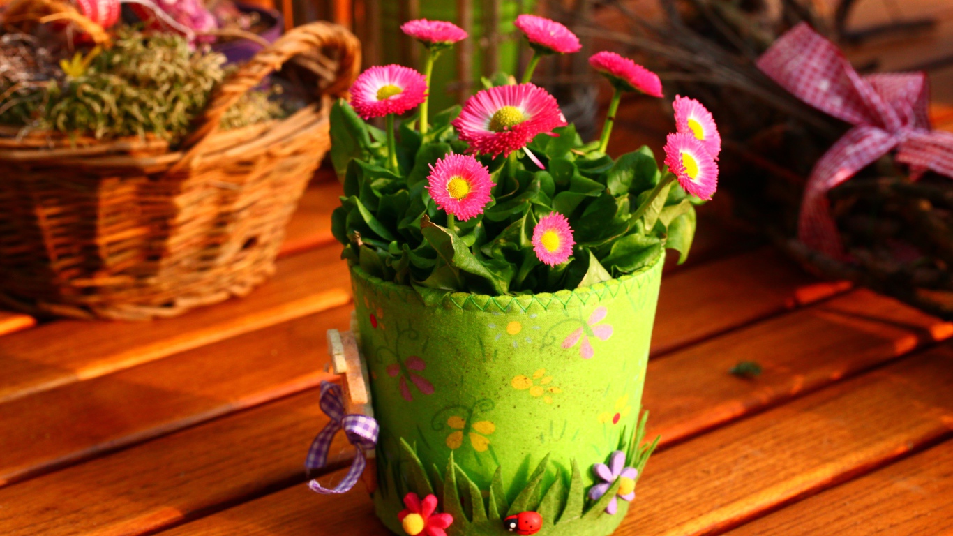 Розовые маргаритки на столе в зеленом горшке