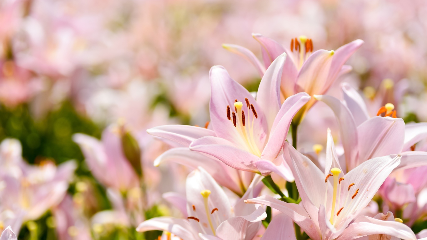 Розовые цветы нежной лилии крупным планом 