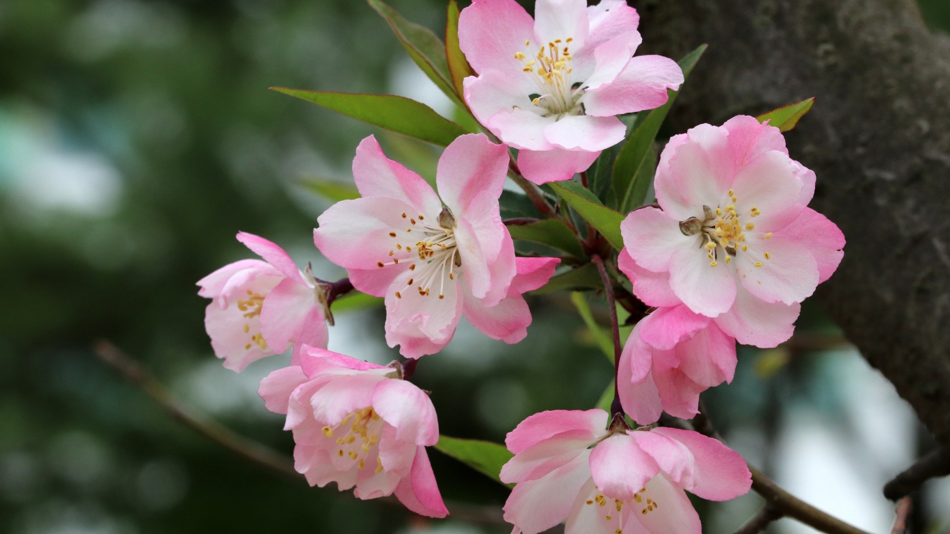 Pink flowers on a branch with green leaves