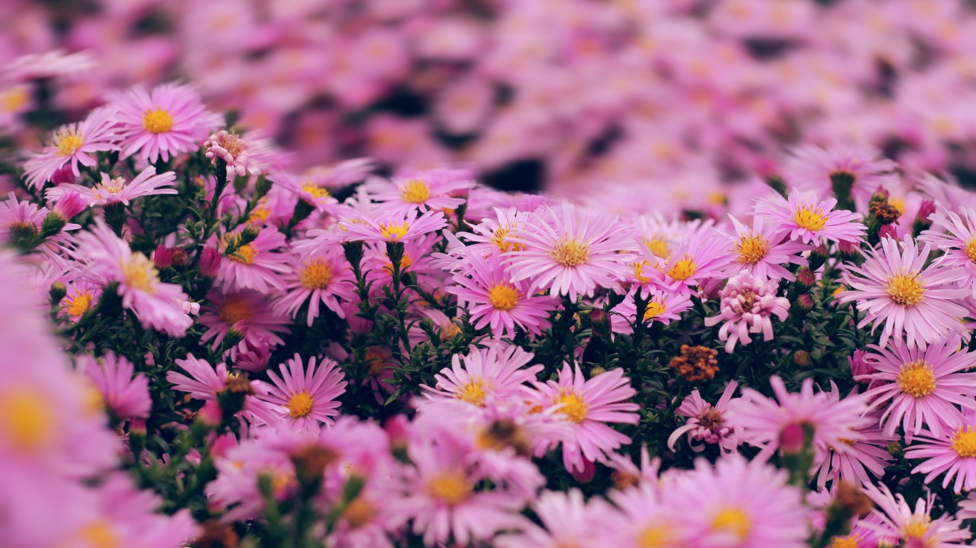 Розовые цветы сентябринка крупным планом 