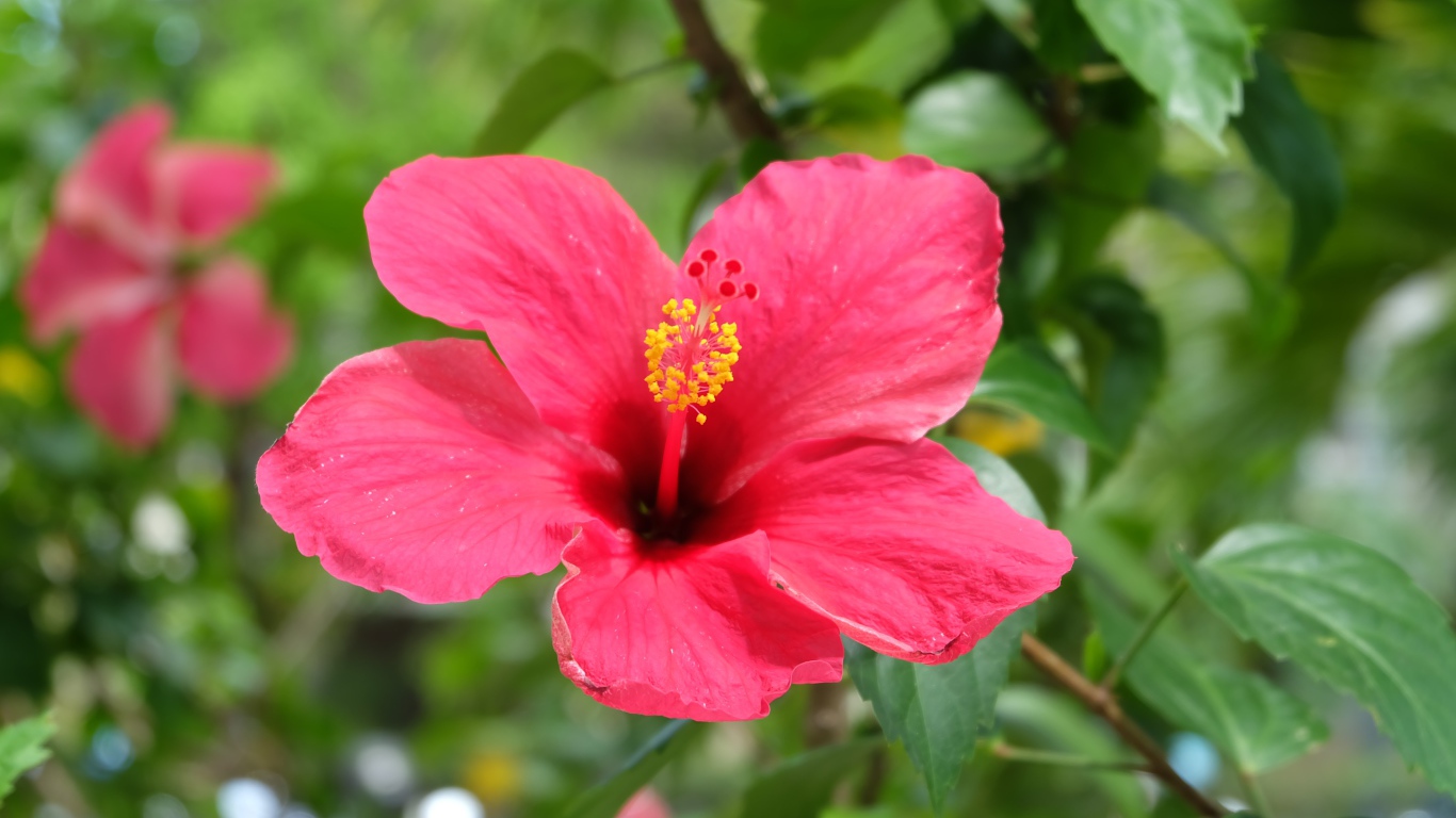 Розовый цветок гибискуса крупным планом на клумбе