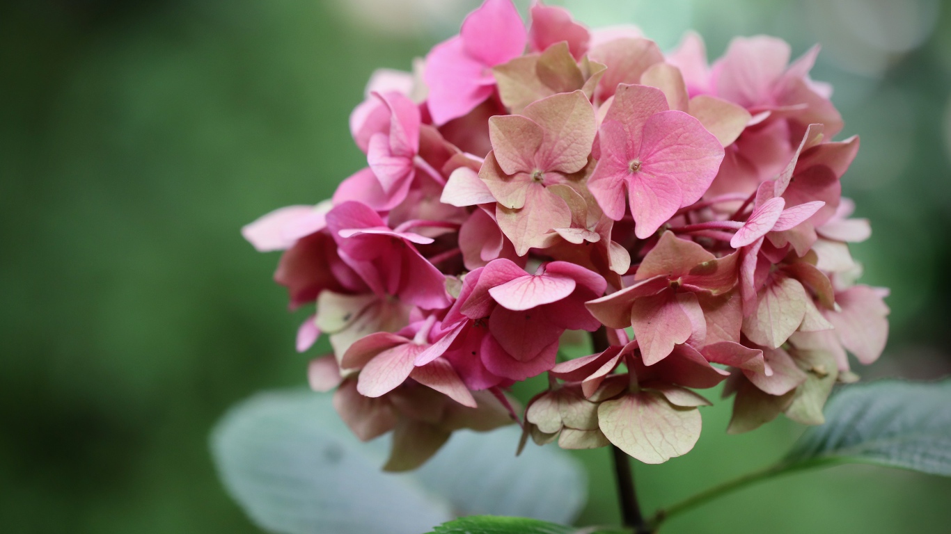 Розовый цветок гортензии крупным планом