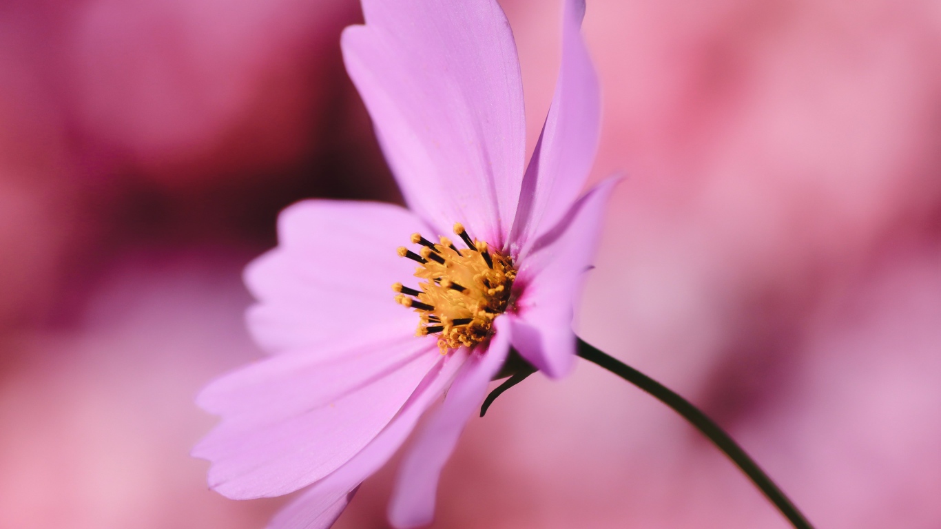 Розовый цветок космея крупным планом на розовом фоне