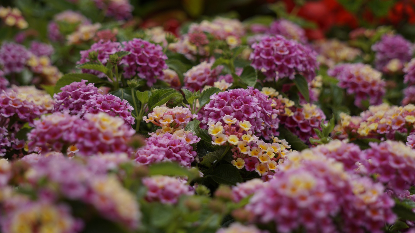 Розовый цветы Лантана на клумбе 