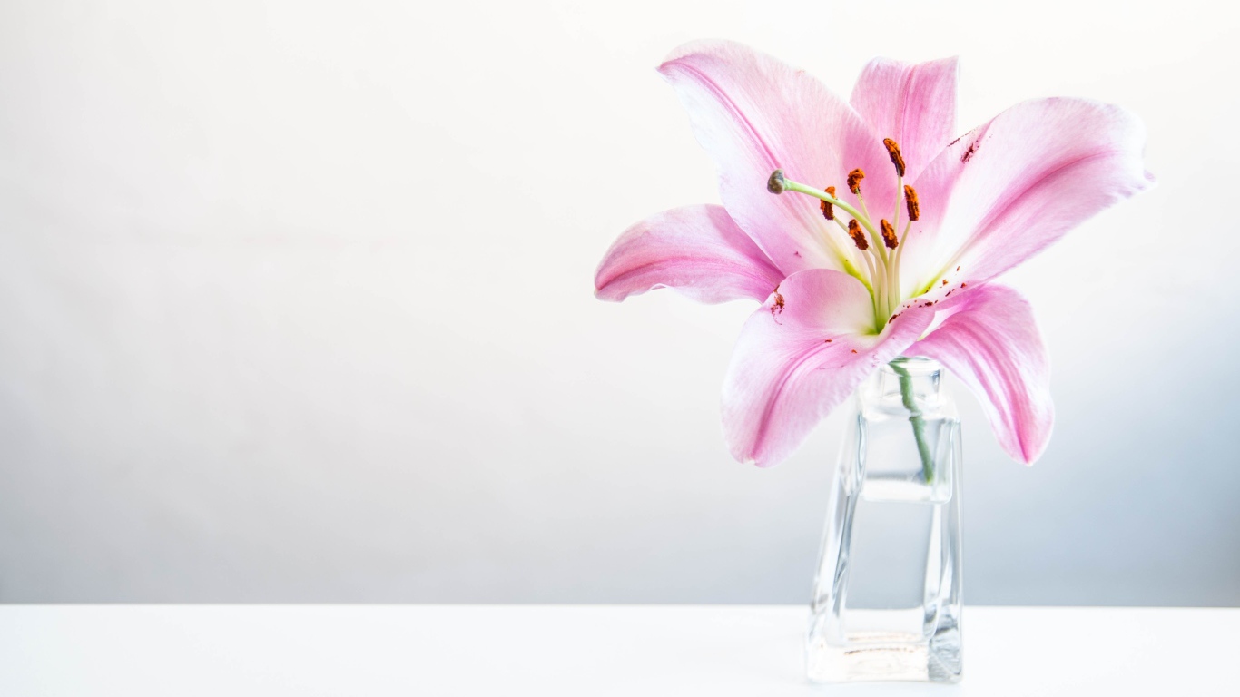 Розовый цветок лилии в вазе на сером фоне