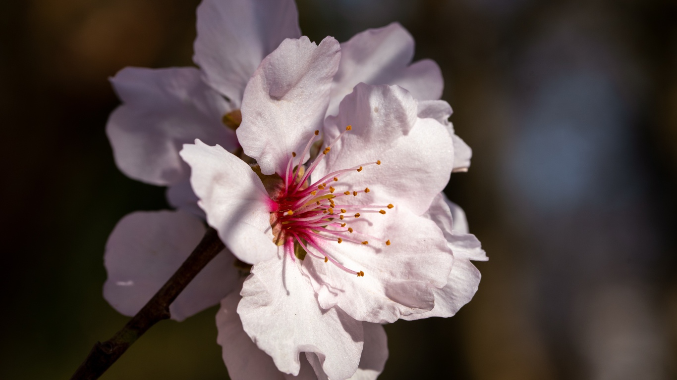 Розовый цветок персика крупным планом