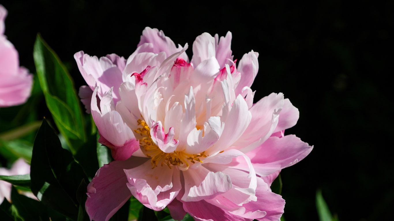 Розовый цветок пиона на черном фоне