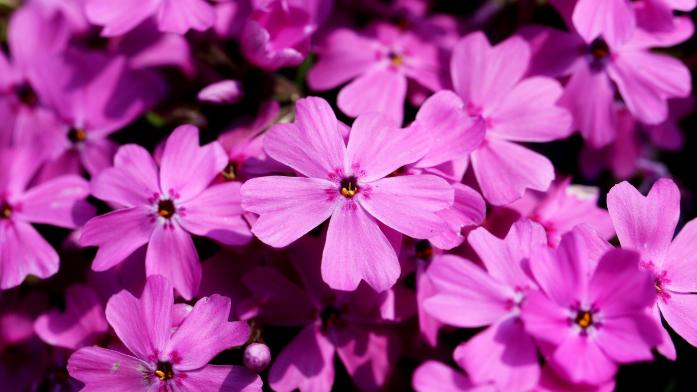 Розовые цветы флоксы крупным планом в лучах солнца 