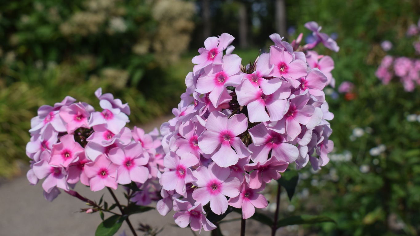 Розовые цветы флоксы на клумбе крупным планом