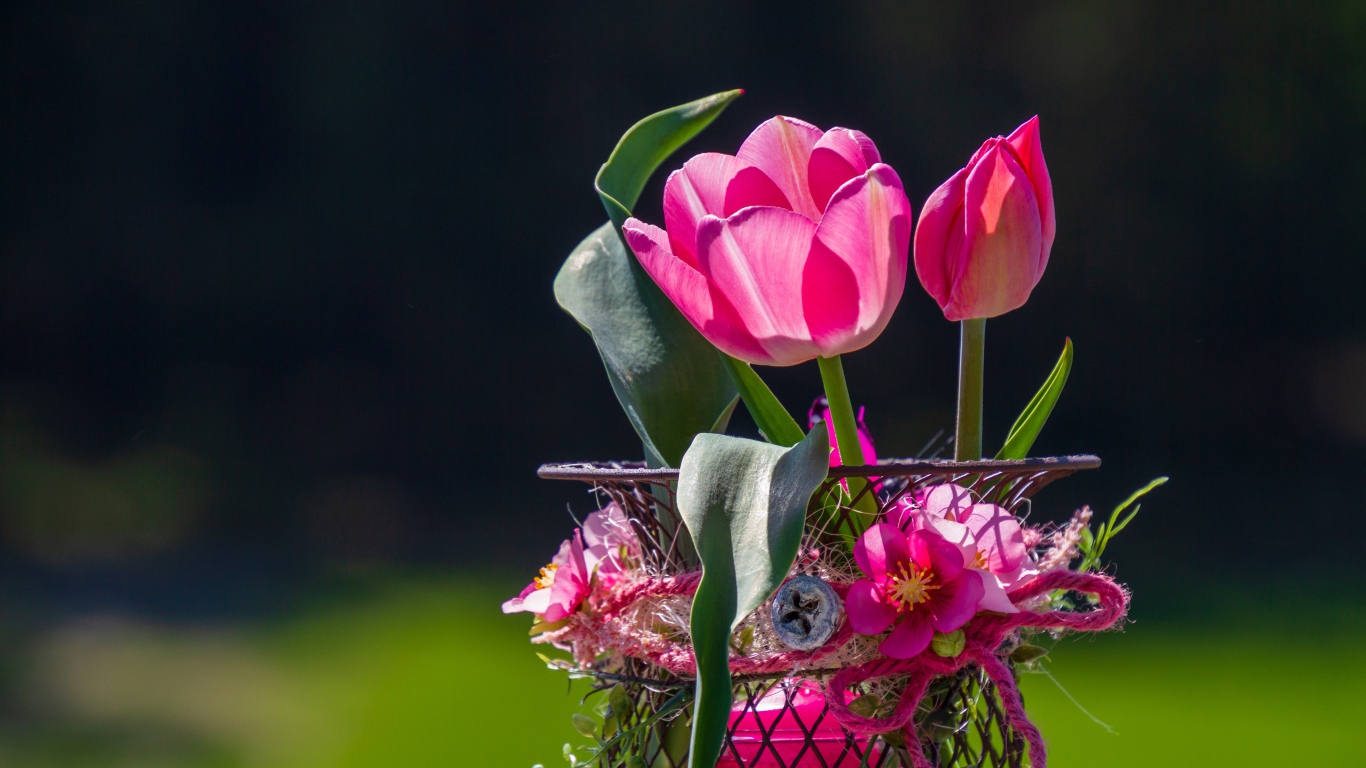 Розовые тюльпаны в железной корзинке крупным планом