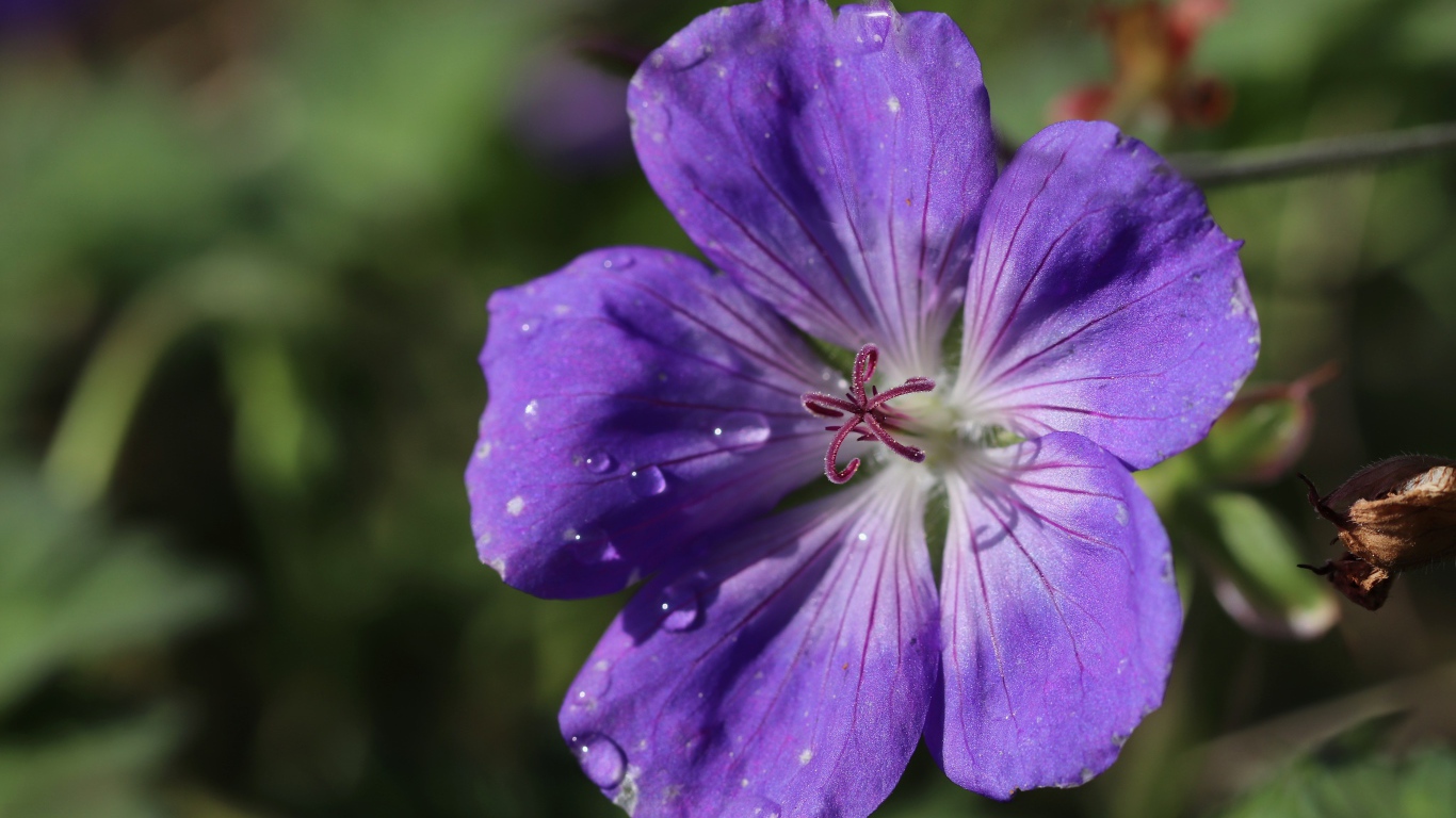 Фиолетовый  красивый цветок герани крупным планом