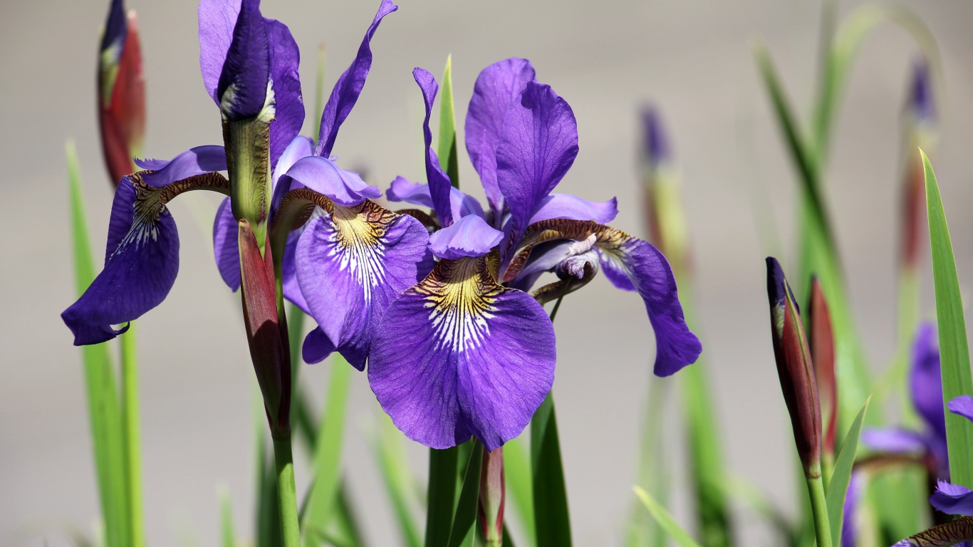 Фиолетовые цветы ириса с бутонами крупным планом