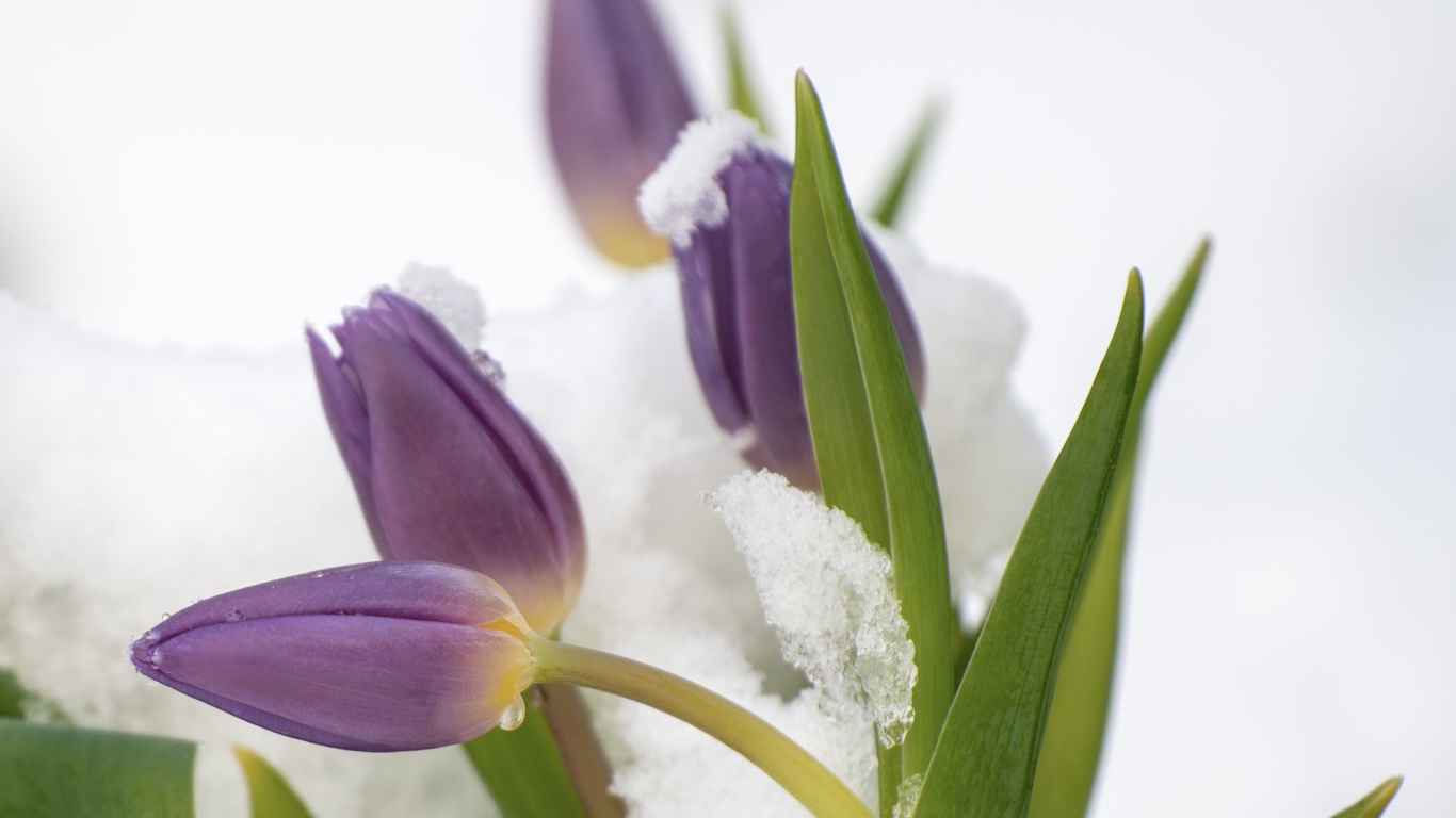 Фиолетовые тюльпаны в снегу