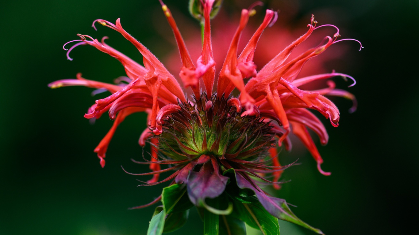 Красный цветок Монарда на зеленом фоне 