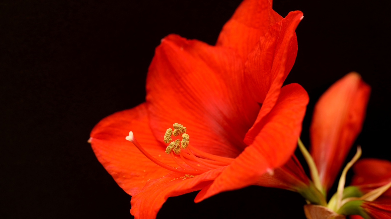 Красный цветок амариллиса на черном фоне 