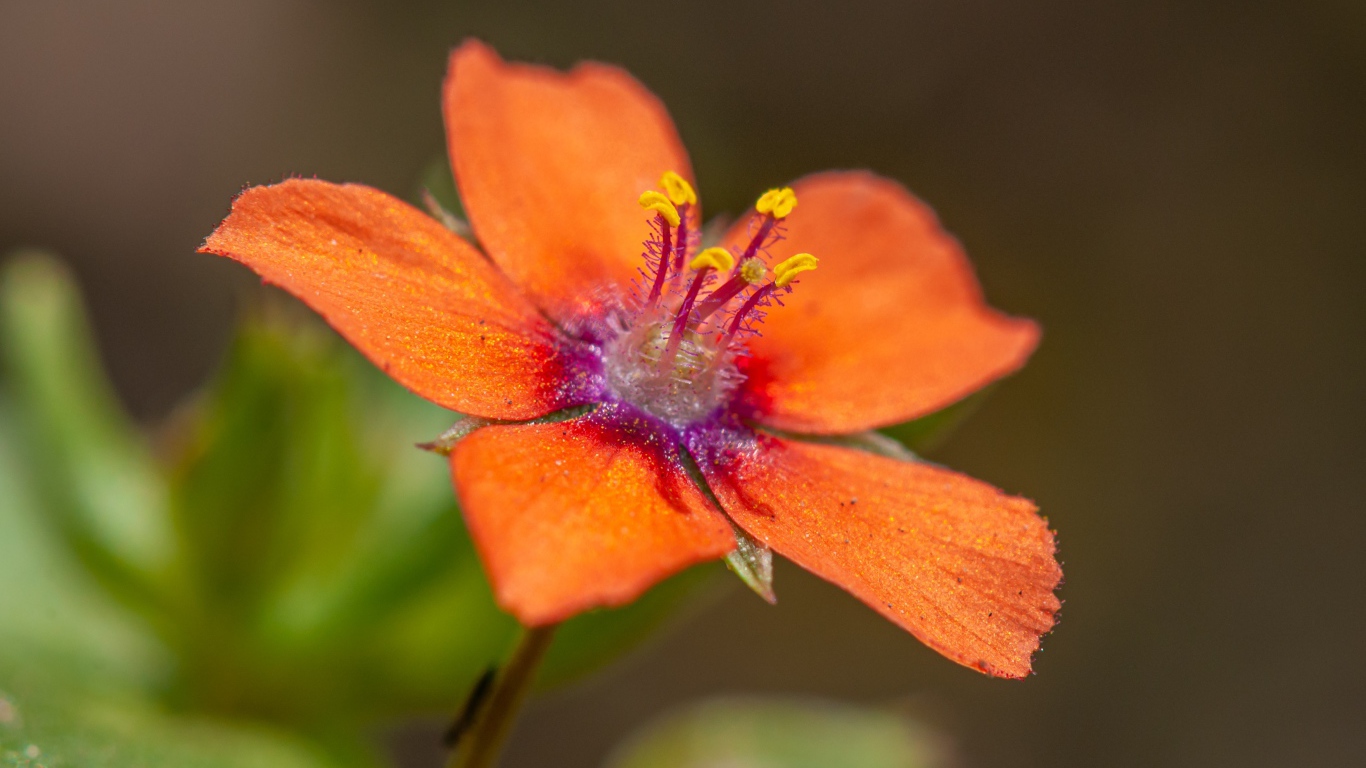 Красный цветок Анагаллис крупным планом 