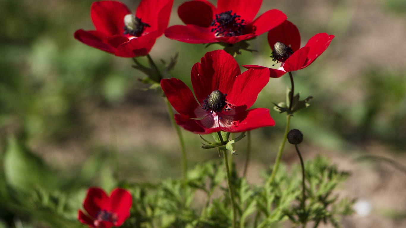 Красные цветы анемона на клумбе летом