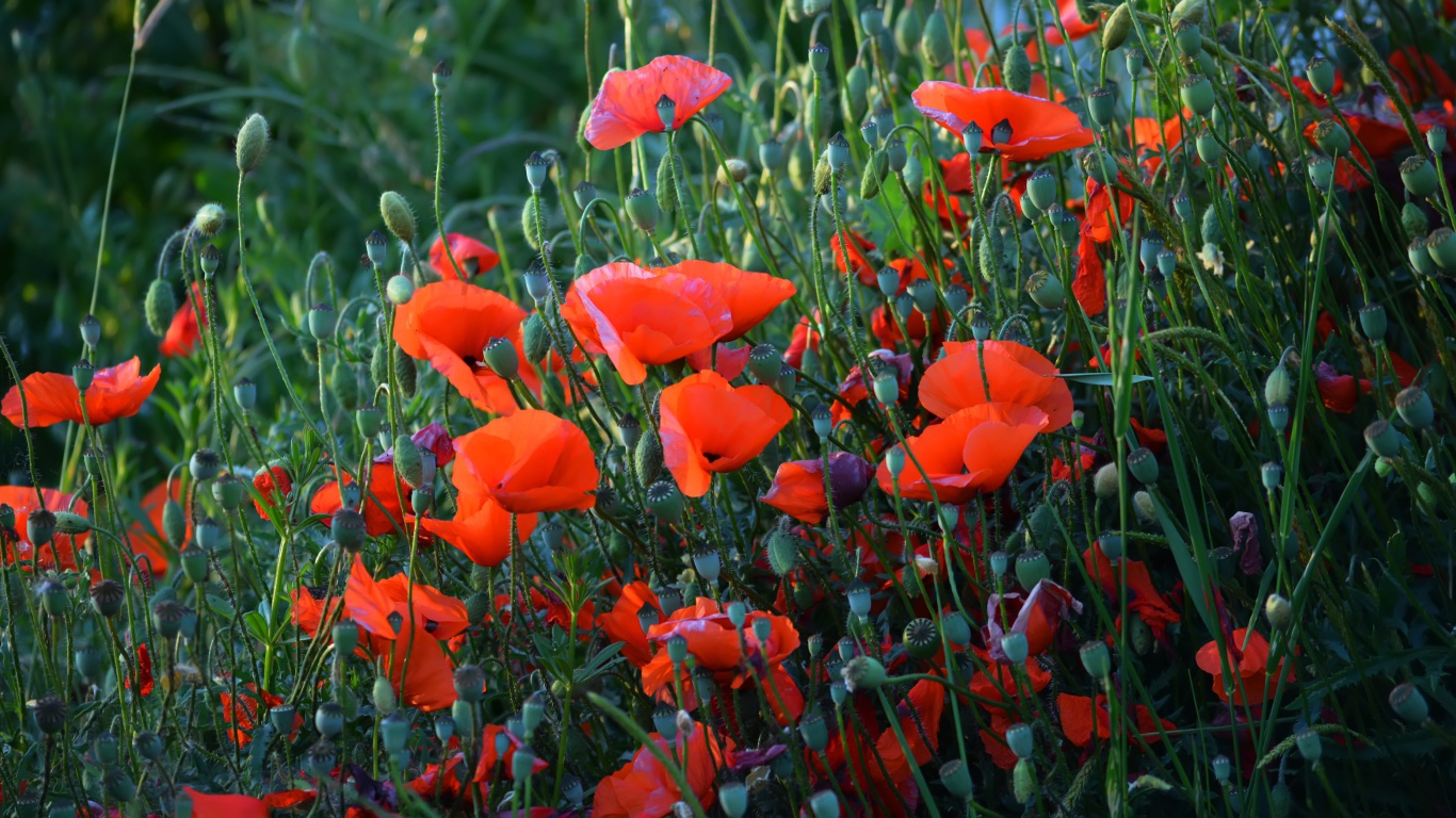 Красные полевые маки с бутонами летом