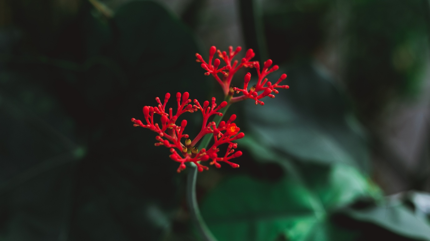 Красный цветок крупным планом