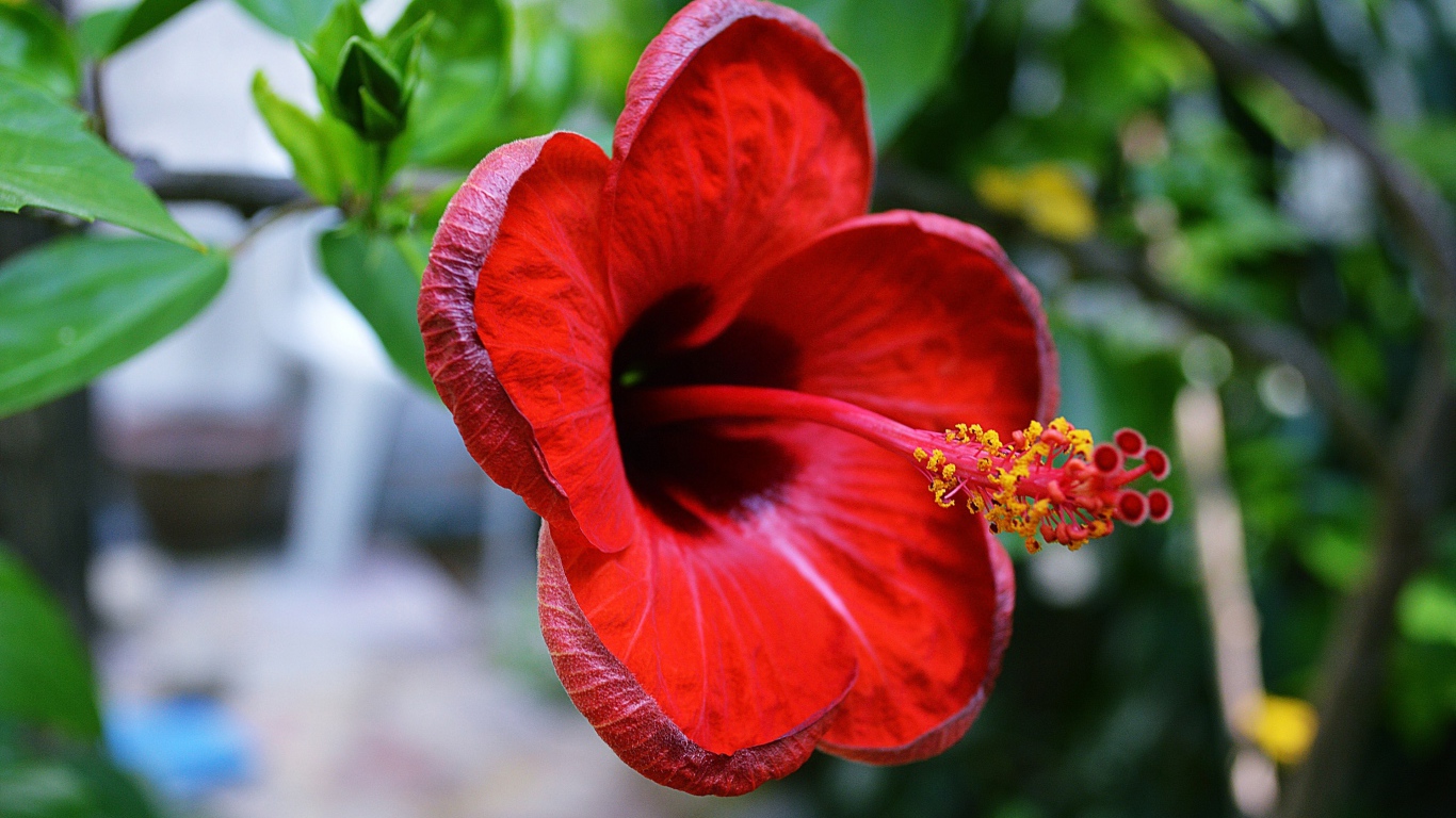 Красный цветок гибискуса крупным планом