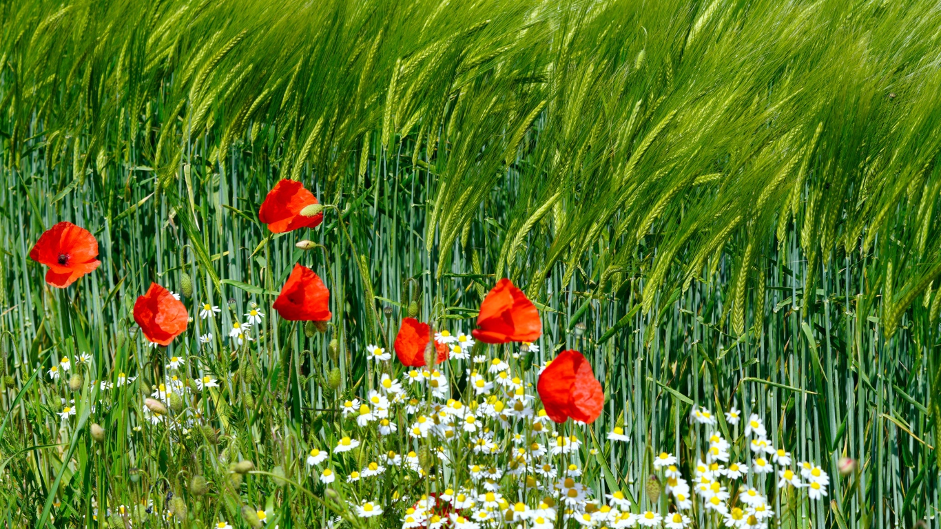 Красные маки и белые ромашки на поле с пшеницей 