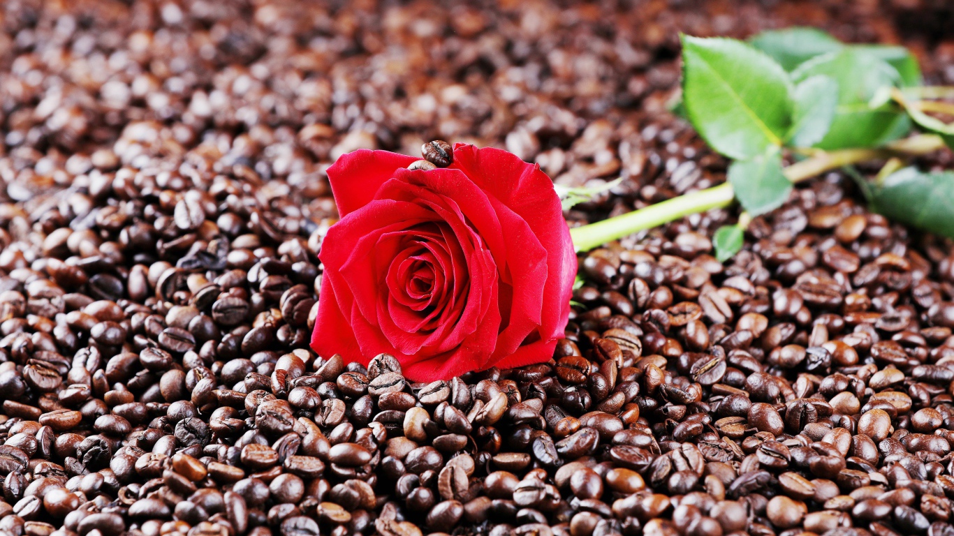 Красная роза лежит на кофейных зернах