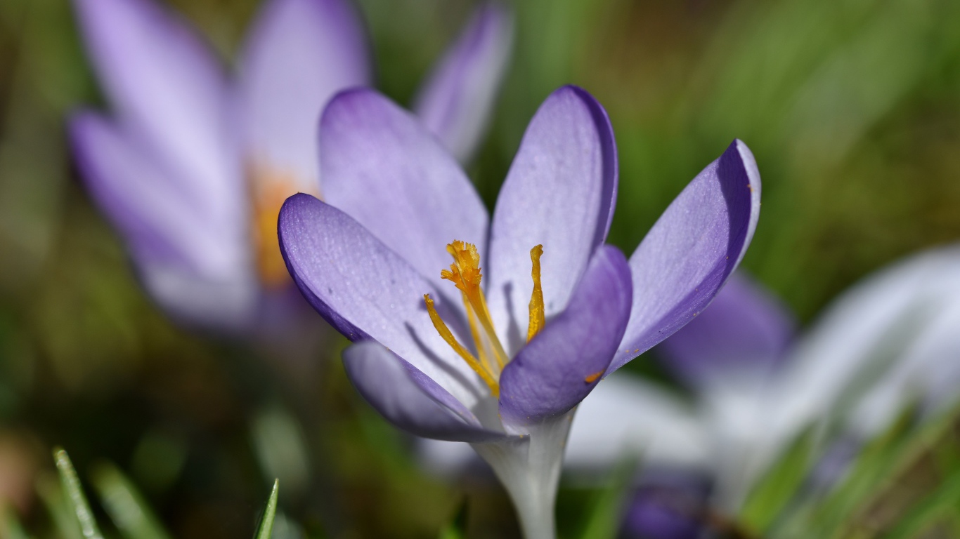 Маленький сиреневый цветок крокуса крупным планом