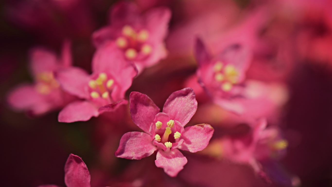 Small pink flowers of embelia