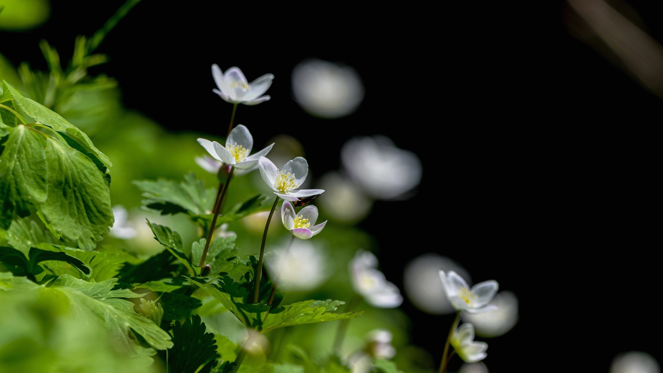 Мелкие белые лесные цветы анемона 
