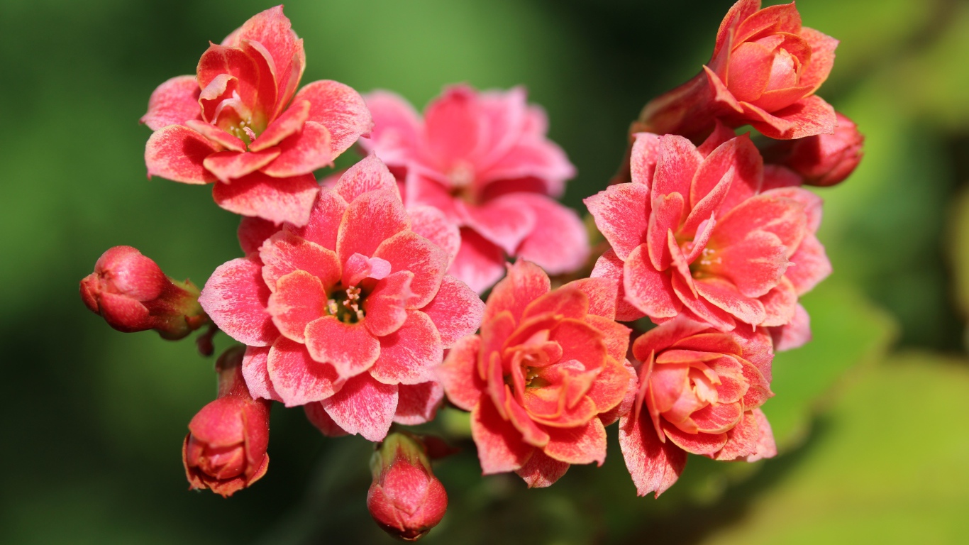 Сочные розовые цветы каланхоэ