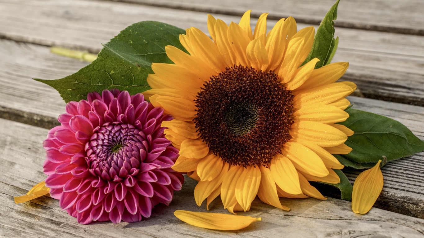 Цветок подсолнуха и георгина на деревянной лавке