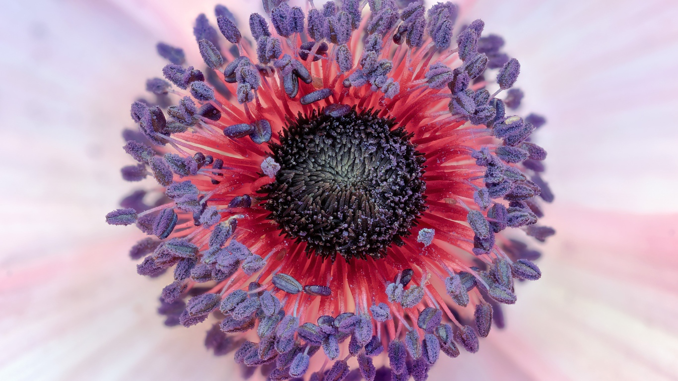 Середина цветка розовой анемоны 