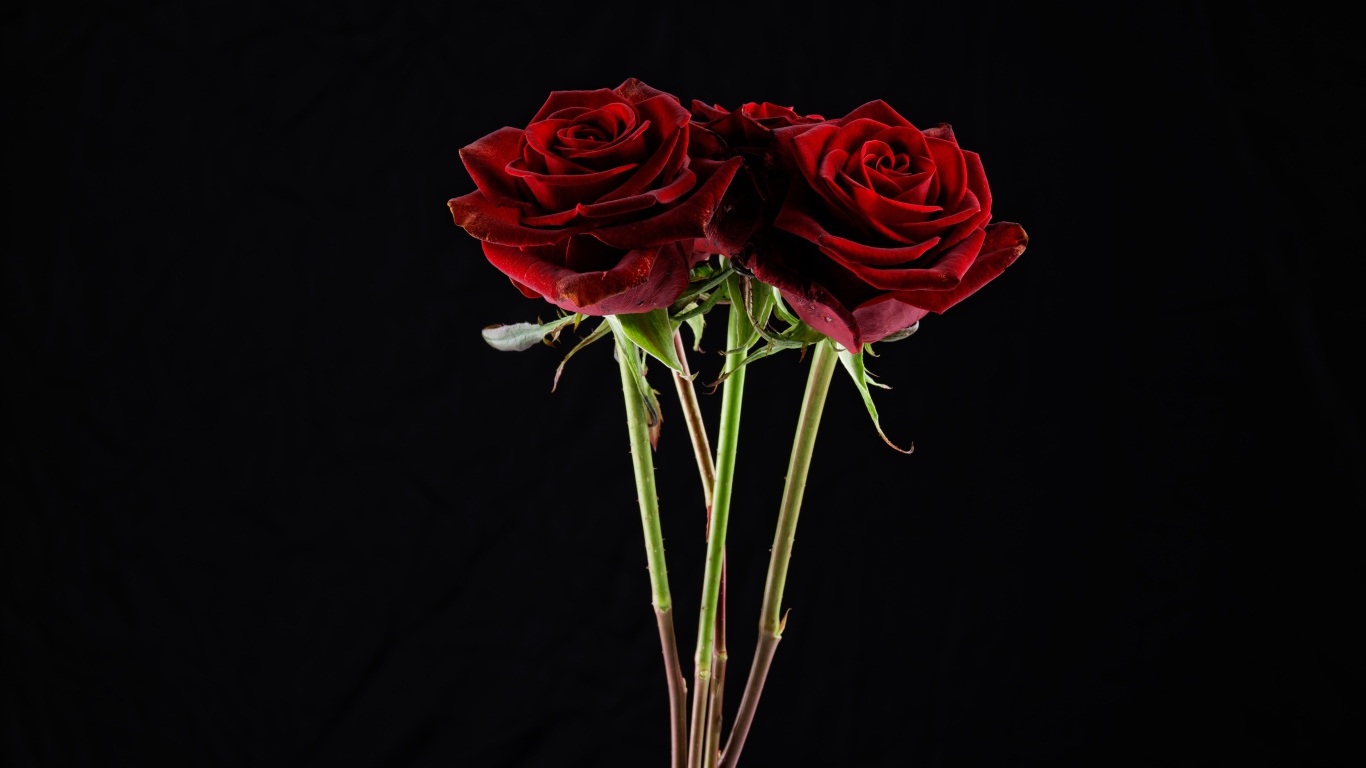 Три  бордовые розы на черном фоне
