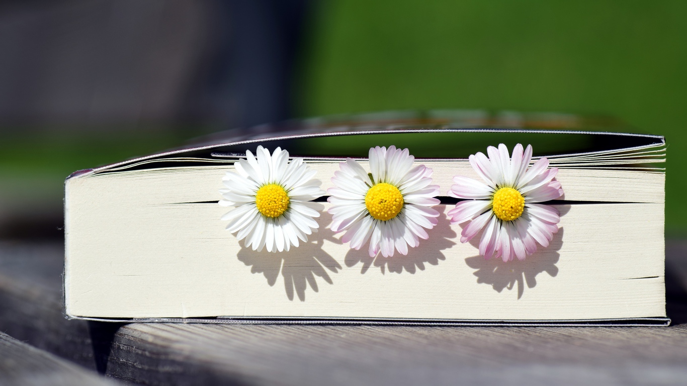 Три цветка маргаритки лежат в книге 