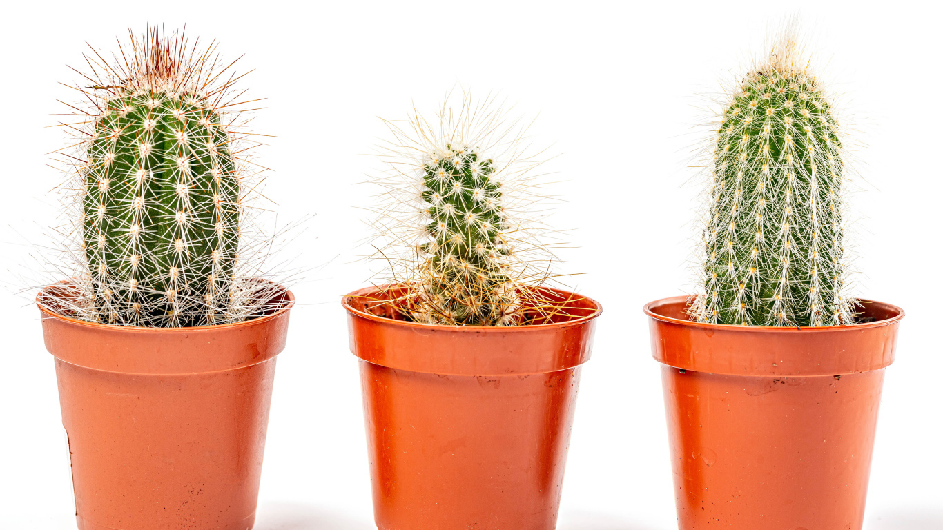 Три колючих кактуса на белом фоне 