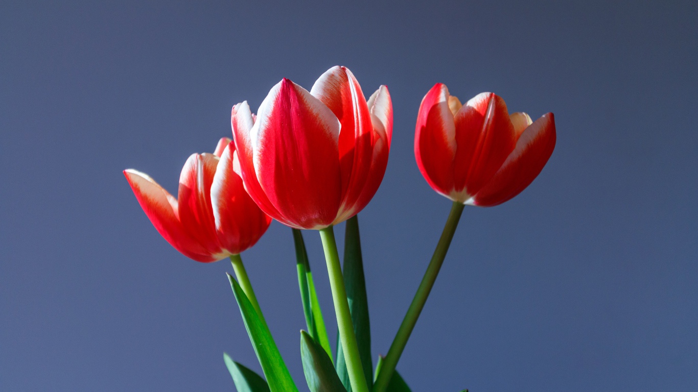 Три красных тюльпана на сером фоне