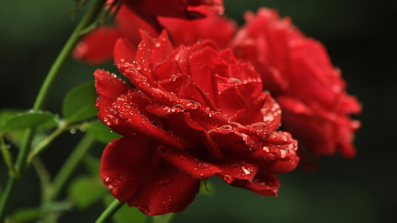 Три алые розы в каплях росы