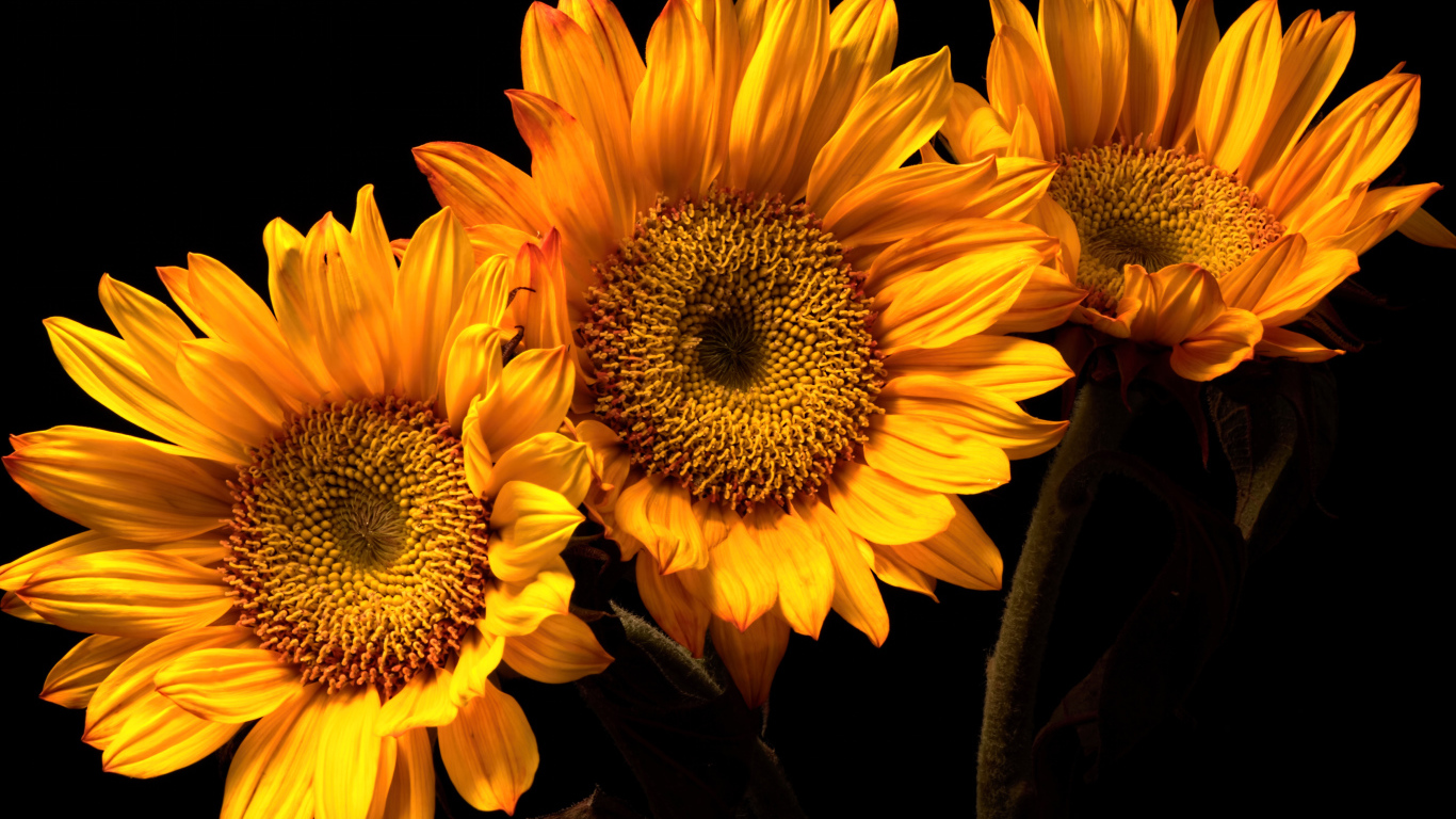 Три цветка подсолнуха на черном фоне