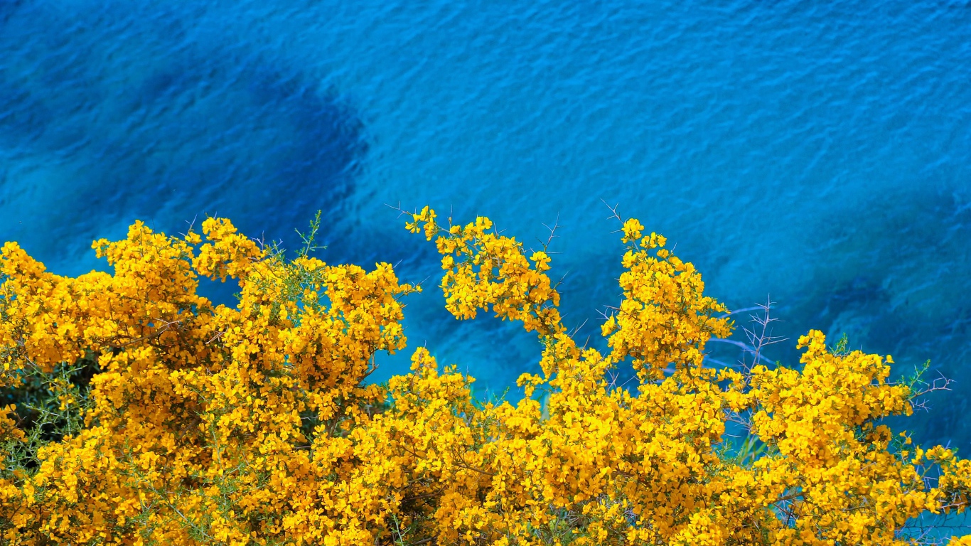 Дерево с желтыми цветами над голубой водой