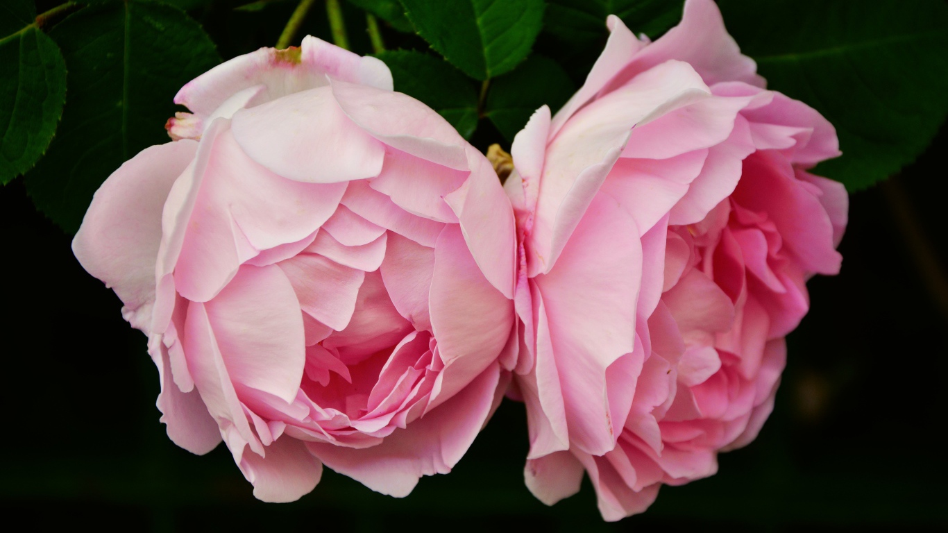 Два цветка розовой розы крупным планом