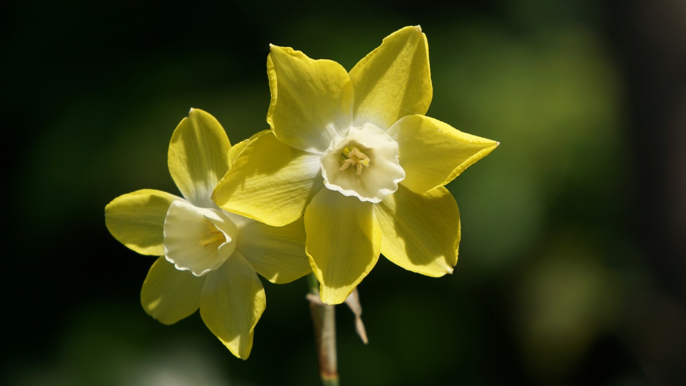 Два желтых цветка нарцисса крупным планом