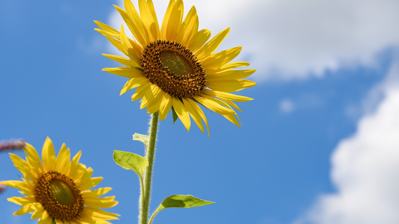 Два желтых подсолнуха на фоне голубого неба с белыми облаками 