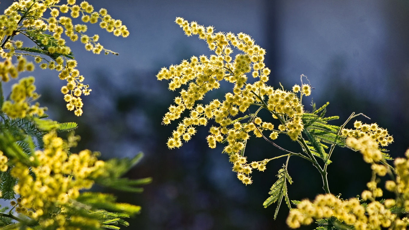 Теплые ветки мимозы в лучах солнца