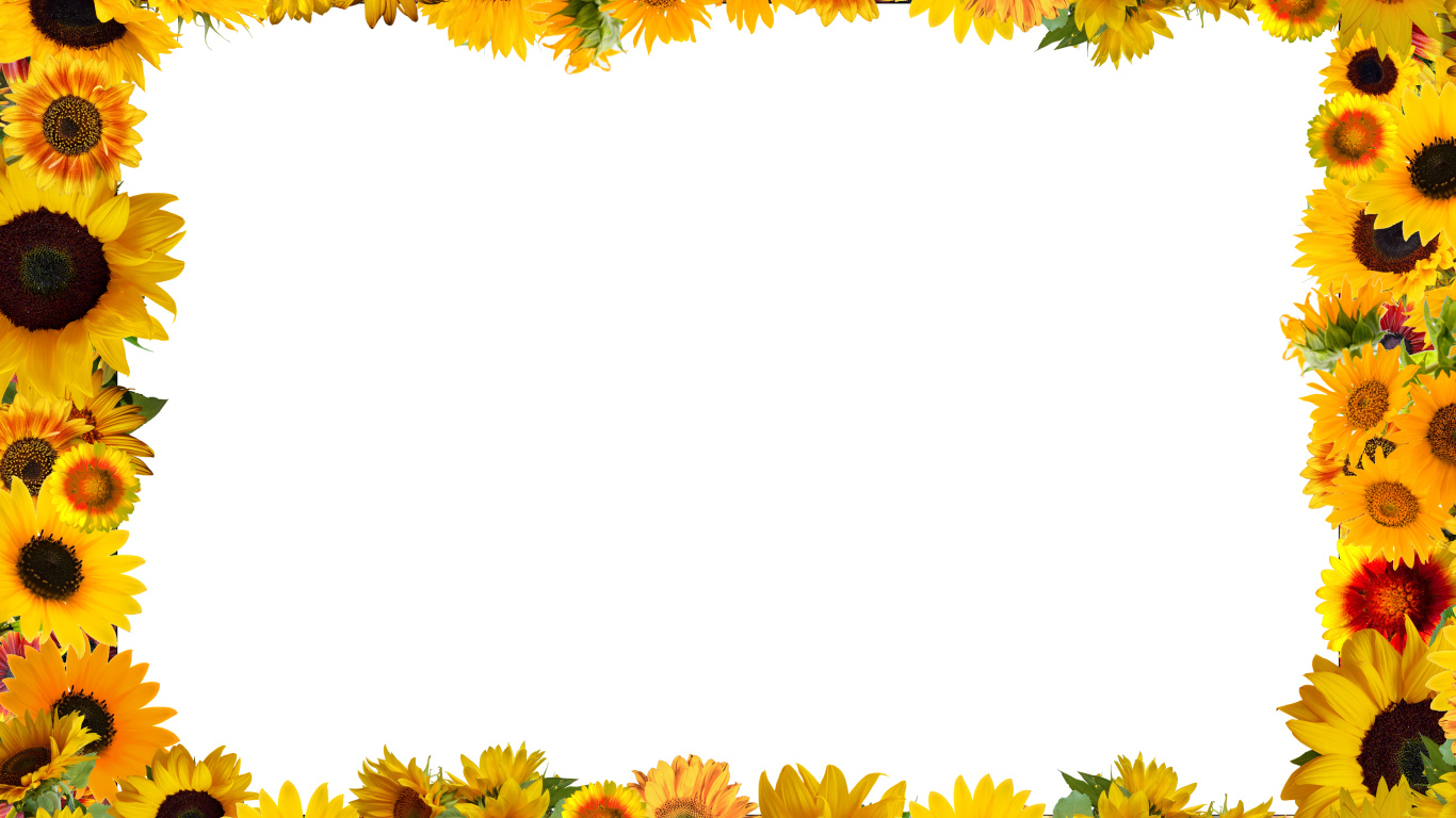 Белый фон с желтыми подсолнухами 