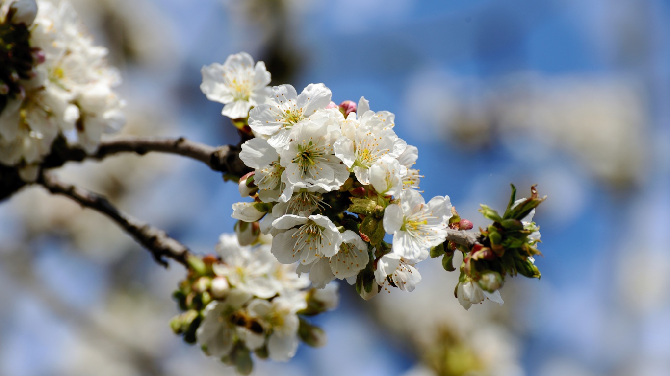 Белые красивые цветы вишни с бутонами на ветке 