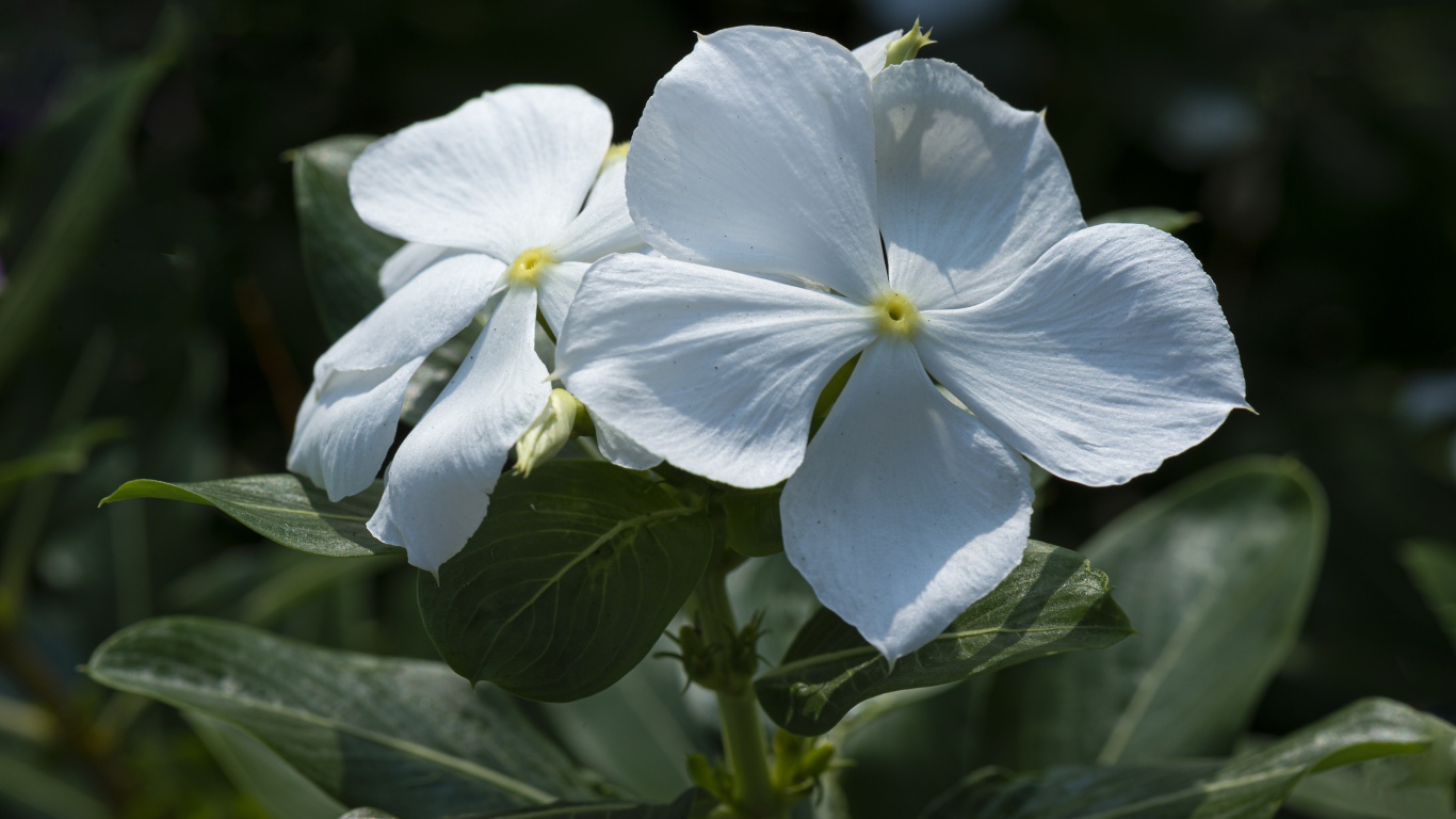 Белые красивые цветы Катарантус